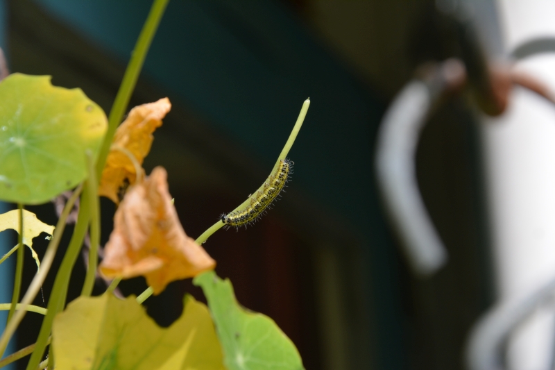 Rups Grote Witte